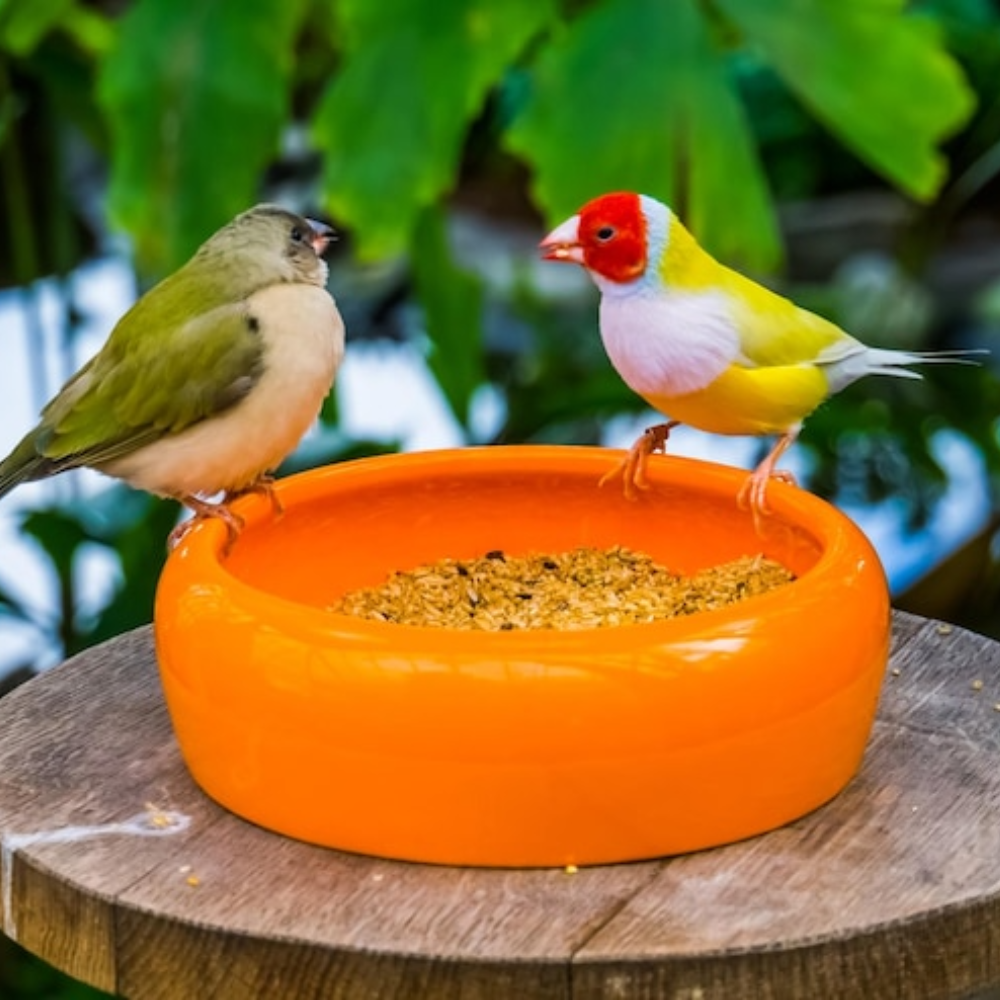 Best Nutrition Tips for Your Pet Bird